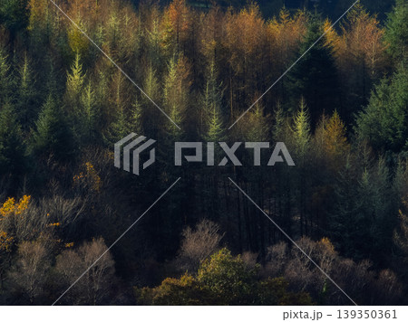 A dramatic play of light and shadow unfolds as the sun strikes the deciduous trees, casting them in a warm, radiant glow against the somber backdrop of the coniferous forest. 139350361