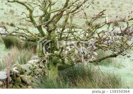 A moss-covered tree with bare branches stands behind a traditional stone wall in a grassy field. 139350364