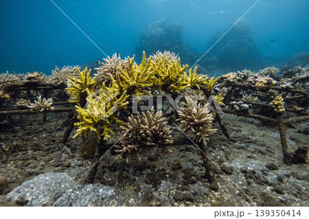 Living coral on metal construction in deep ocean, coral farming 139350414