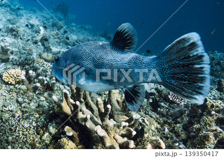 Pufferfish close up swimming over coral reef in tropical sea Pufferfish close up swimming over coral reef in tropical sea 139350417