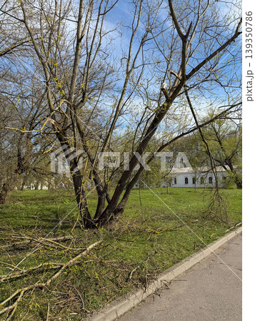 Tree with broken branches stands in park area near paved path and historic building under daylight with scattered debris on grass, early spring foliage. Nature damage, landscape detail, urban green Tree with broken branches stands in park area near paved path and historic building under daylight with scattered debris on grass, early spring foliage. Nature damage, landscape detail, urban green 139350786