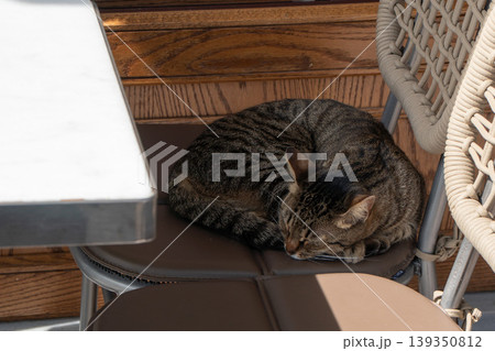 Tabby cat sleeping on chair near table in indoor cafe setting with wooden background. Lifestyle, urban animal, relaxation concept, hospitality environment, everyday scene Tabby cat sleeping on chair near table in indoor cafe setting with wooden background. Lifestyle, urban animal, relaxation concept, hospitality environment, everyday scene 139350812