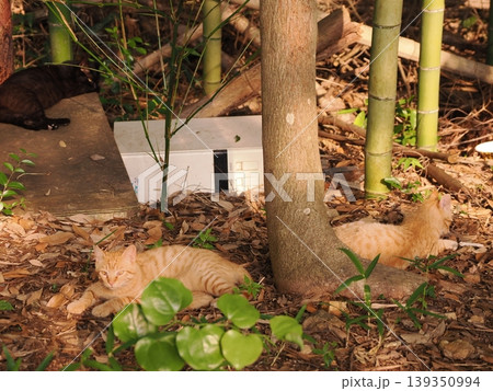 可愛い茶トラ子猫 可愛い茶トラ子猫 139350994