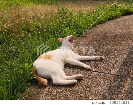 寝ている可愛い猫 139351031