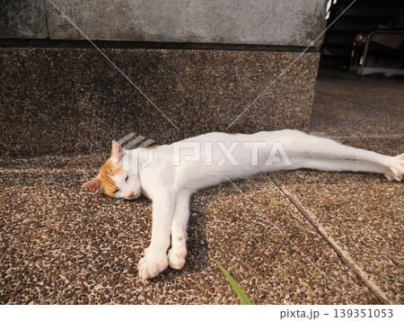 寝ている可愛い猫 寝ている可愛い猫 139351053