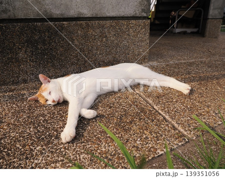 寝ている可愛い猫 139351056