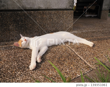 寝ている可愛い猫 寝ている可愛い猫 139351061