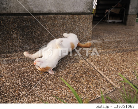 寝ている可愛い猫 寝ている可愛い猫 139351065