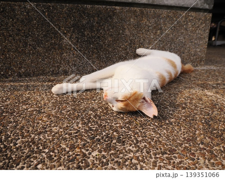 寝ている可愛い猫 寝ている可愛い猫 139351066