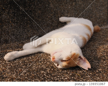 寝ている可愛い猫 139351067