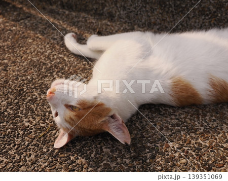 寝ている可愛い猫 寝ている可愛い猫 139351069