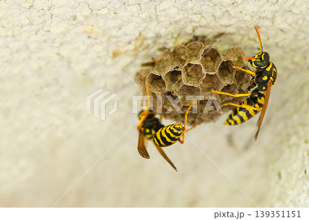 Wasp building a nest on a white wall close up Wasp building a nest on a white wall close up 139351151