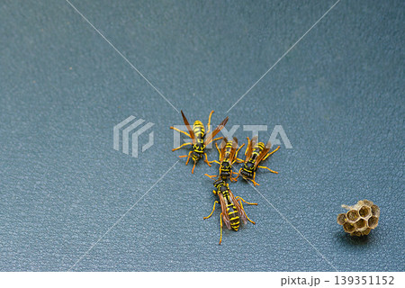 Group of wasps on a grey metal surface 139351152