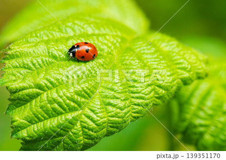 Ladybug crawling on a green leaf macro Ladybug crawling on a green leaf macro 139351170