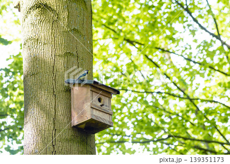 Small bird sitting on a wooden birdhouse roof Small bird sitting on a wooden birdhouse roof 139351173
