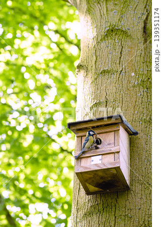 Wild bird entering a wooden birdhouse on tree 139351174