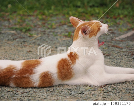 あくびをする可愛い猫 あくびをする可愛い猫 139351179