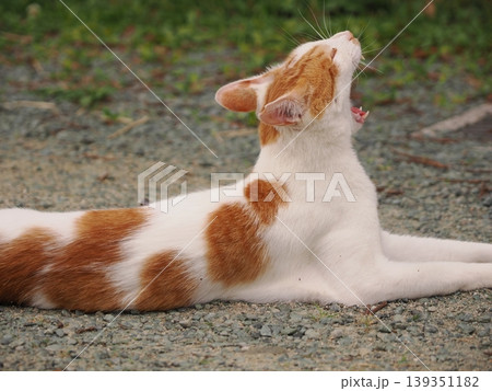 あくびをする可愛い猫 あくびをする可愛い猫 139351182