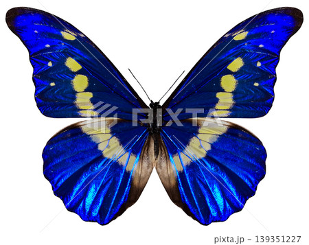 A Morpho helena butterfly shows its shiny blue wings with yellow spots. This butterfly is found in tropical regions and is known for its bright colors. A Morpho helena butterfly shows its shiny blue wings with yellow spots. This butterfly is found in tropical regions and is known for its bright colors. 139351227