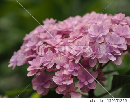 雨に濡れた紫陽花 139351256