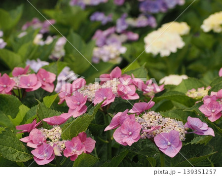 雨に濡れた紫陽花 139351257