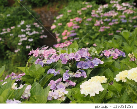 雨に濡れた紫陽花 139351258