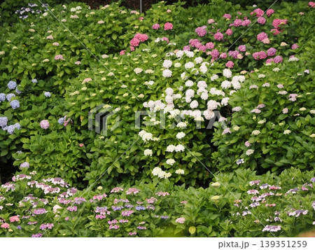 雨に濡れた紫陽花 雨に濡れた紫陽花 139351259
