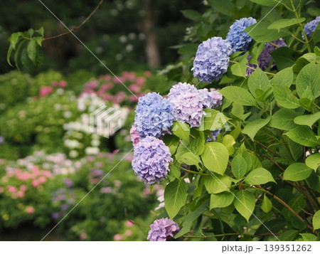 雨に濡れた紫陽花 雨に濡れた紫陽花 139351262