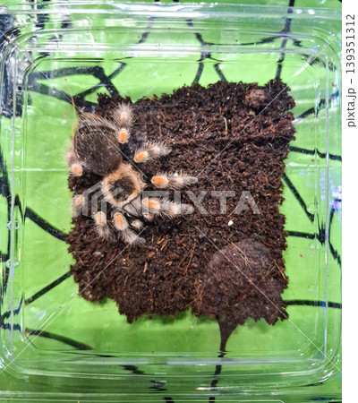 Spider Mexican Redknee Tarantula sits on dark soil inside a clear plastic terrarium. The background features a green web design. The setting looks warm and suitable for the tarantula. Spider Mexican Redknee Tarantula sits on dark soil inside a clear plastic terrarium. The background features a green web design. The setting looks warm and suitable for the tarantula. 139351312