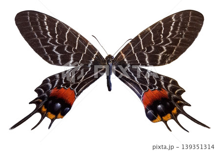 A swallowtail butterfly from Bhutan is displayed. The butterfly is known as Bhutanitis lidderdalii. It shows distinct colors and patterns on its wings. A swallowtail butterfly from Bhutan is displayed. The butterfly is known as Bhutanitis lidderdalii. It shows distinct colors and patterns on its wings. 139351314