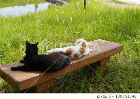 ベンチで寛ぐ猫 ベンチで寛ぐ猫 139351346