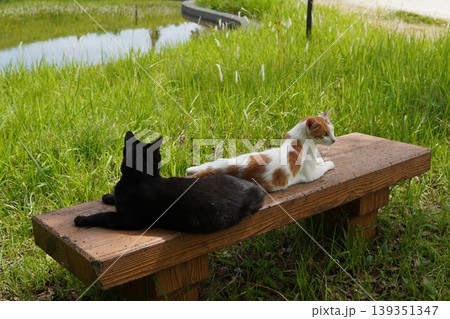 ベンチで寛ぐ猫 ベンチで寛ぐ猫 139351347