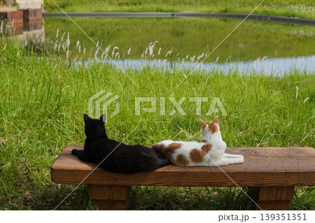 ベンチで寛ぐ猫 ベンチで寛ぐ猫 139351351