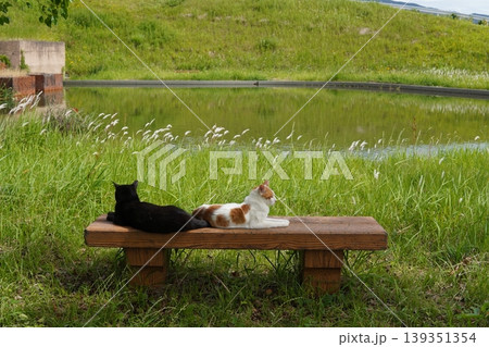 ベンチで寛ぐ猫 ベンチで寛ぐ猫 139351354
