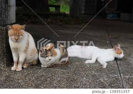 ベンチで寛ぐ猫 ベンチで寛ぐ猫 139351357