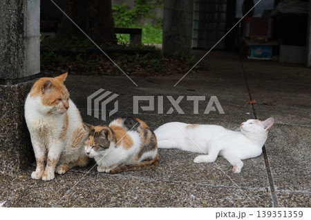 ベンチで寛ぐ猫 ベンチで寛ぐ猫 139351359