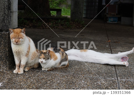 ベンチで寛ぐ猫 ベンチで寛ぐ猫 139351366