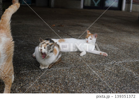 ベンチで寛ぐ猫 139351372