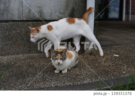 ベンチで寛ぐ猫 139351378