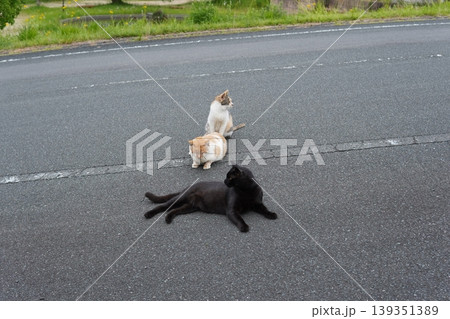 ベンチで寛ぐ猫 ベンチで寛ぐ猫 139351389