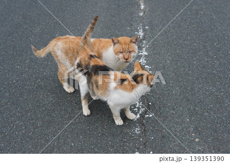 ベンチで寛ぐ猫 ベンチで寛ぐ猫 139351390