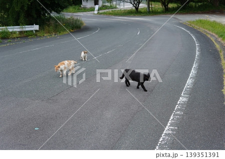 ベンチで寛ぐ猫 139351391