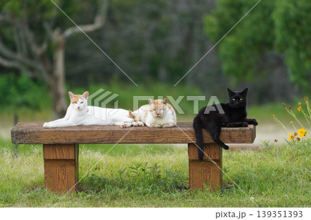ベンチで寛ぐ猫 139351393