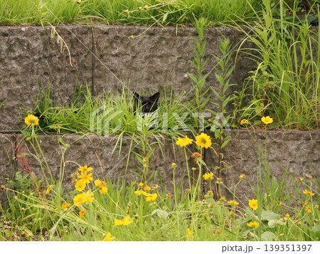 ベンチで寛ぐ猫 139351397