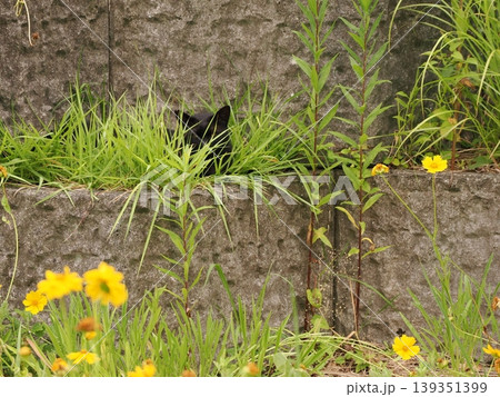 ベンチで寛ぐ猫 ベンチで寛ぐ猫 139351399