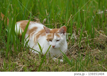 ベンチで寛ぐ猫 ベンチで寛ぐ猫 139351404