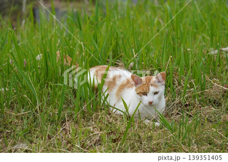 ベンチで寛ぐ猫 ベンチで寛ぐ猫 139351405