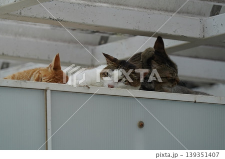 ベンチで寛ぐ猫 139351407