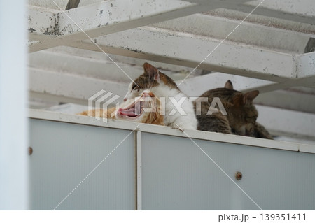 ベンチで寛ぐ猫 ベンチで寛ぐ猫 139351411