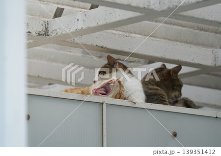 ベンチで寛ぐ猫 ベンチで寛ぐ猫 139351412